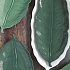 Салатник фарфоровый TROPICAL LEAVES GREEN, размер: 26х11,5 см в подарочной упаковке