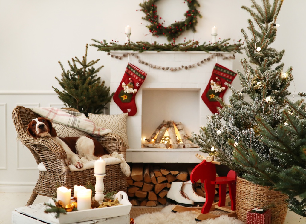 cute-little-dog-on-a-christmas-decorated-living-room.jpg