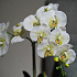 Цветочная композиция "Эмилия WHITE"
