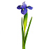 Ирис (синий)