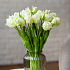 Тюльпаны, букет (бахромчатые 3 шт + закрытые 2 шт) (белый)