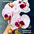 Цветок искуственный Орхидея WHITE point