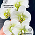 Орхидея Фаленопсис "Жозель" (9 цветков) (бело-фисташковый)
