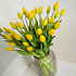 Тюльпан закрытый, букет 7 штук (желтый)