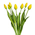 Тюльпан закрытый, букет 7 штук (желтый)