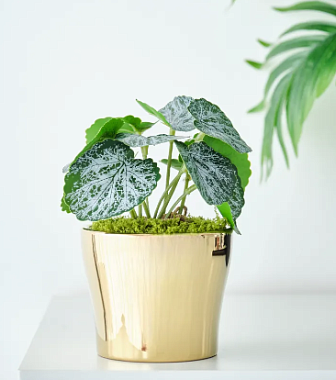 Кашпо цветочное керамическое декоративное, цвет золотой, 15х15х12,5 см