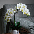 Цветочная композиция "Эмилия WHITE"