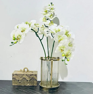 Орхидея Фаленопсис "Жозель" (9 цветков) (бело-фисташковый)