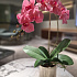Цветочная композиция Флоренция PINK point