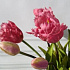 Тюльпаны, букет (бахромчатые 3 шт + закрытые 2 шт) (темно-розовый)