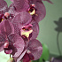 Цветочная композиция MILAN VIOLET