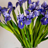 Ирис (синий)