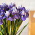 Ирис (синий)