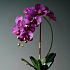 Цветочная композиция MILAN VIOLET