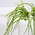 Амарант (зеленый),1 ветка 