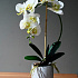 Цветочная композиция Флоренция WHITE