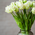 Тюльпаны, букет (бахромчатые 3 шт + закрытые 2 шт) (белый)