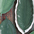 Салатник фарфоровый LEAVES LIGHT GREEN, размер: 26х11,5 см в подарочной упаковке