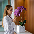 Цветочная композиция MILAN VIOLET