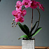 Цветочная композиция MILAN PINK point