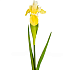 Ирис (желтый)