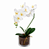 Цветочная композиция Fаntastico WHITE