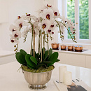 купить в один клик