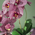 Цветочная композиция MILAN VIOLET