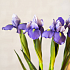 Ирис (синий)