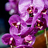 Цветочная композиция MILAN VIOLET