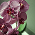 Цветочная композиция Флоренция VIOLET