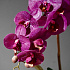 Цветочная композиция MILAN VIOLET